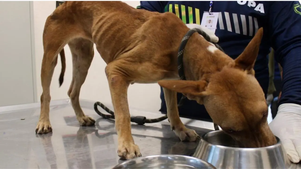 Uno de los canes asegurados por las autoridades Foto: Canva | UPA