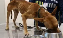 Rescatan a 4 perros maltratados en la colonia Juan Pablo II en la ciudad de Mérida Rescatan a 4 perros maltratados en la colonia Juan Pablo II en la ciudad de Mérida