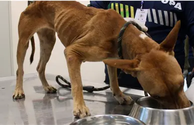 Rescatan a 4 perros maltratados en la colonia Juan Pablo II en la ciudad de Mérida