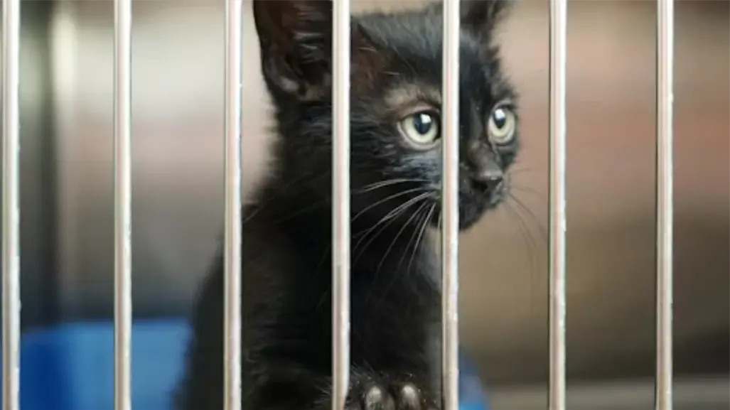 ¿Cómo adoptar una mascota en Reynosa ? Mira está opcíon