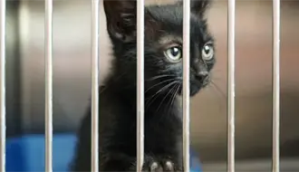 ¿Cómo adoptar una mascota en Reynosa ? Mira está opcíon