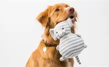 Navidad Tamaulipas: 10 razones para NO regalar mascotas Navidad Tamaulipas: 10 razones para NO regalar mascotas