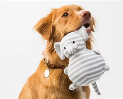 Navidad Tamaulipas: 10 razones para NO regalar mascotas