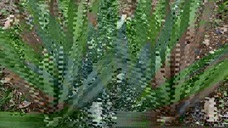 imagen-cuerpo imagen-cuerpo