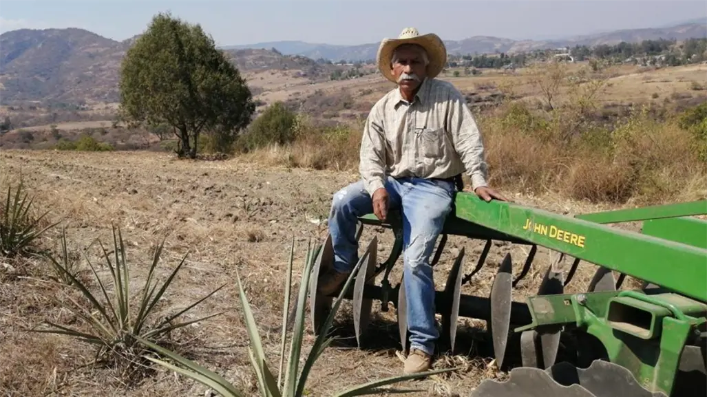 Agave sustentable: el sur del Edomex fortalece su producción de mezcal