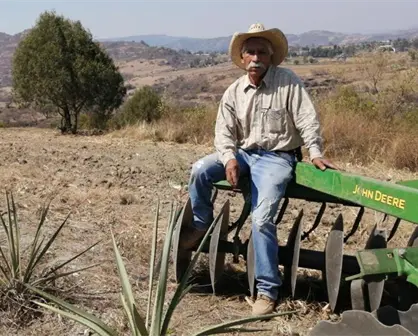 Agave sustentable: el sur del Edomex fortalece su producción de mezcal