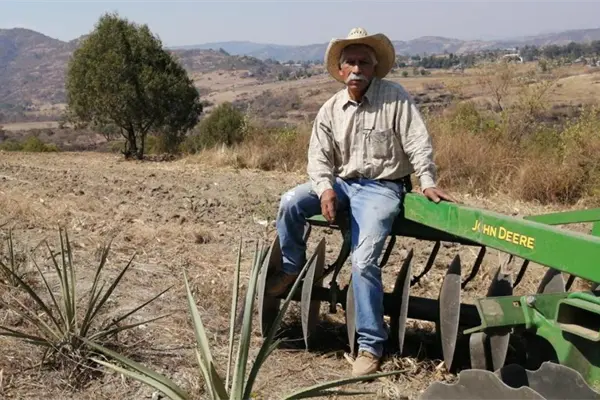 Agave sustentable: el sur del Edomex fortalece su producción de mezcal Agave sustentable: el sur del Edomex fortalece su producción de mezcal
