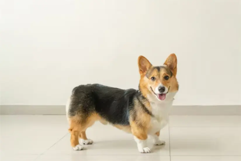 mascota Foto: Unsplash