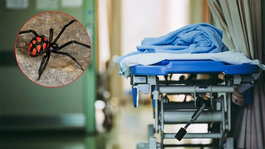 Muere mujer tras mordedura de araña en Montemorelos