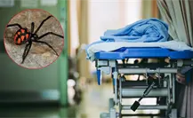 Muere mujer tras mordedura de araña en Montemorelos Muere mujer tras mordedura de araña en Montemorelos