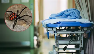 Muere mujer tras mordedura de araña en Montemorelos