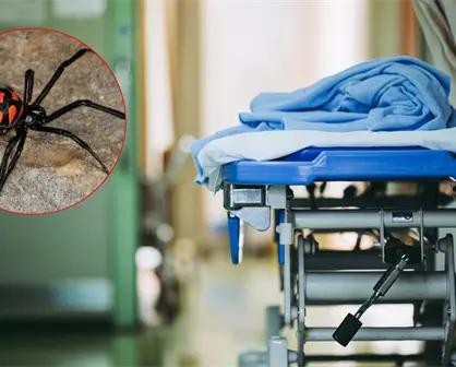 Muere mujer tras mordedura de araña en Montemorelos