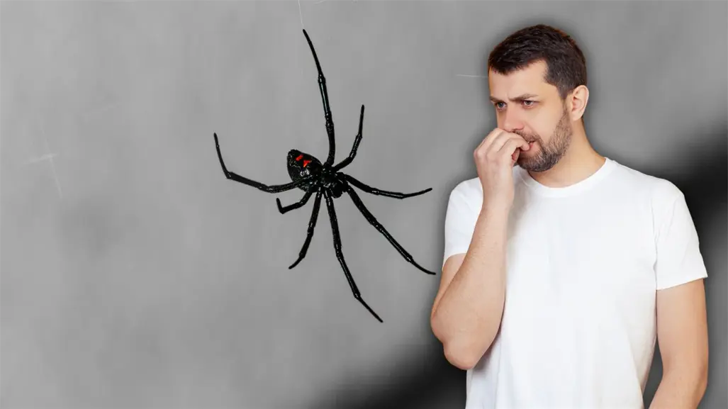 ¿Qué hacer si presentas síntomas tras una mordedura de araña? Aprende a identificar si es venenosa