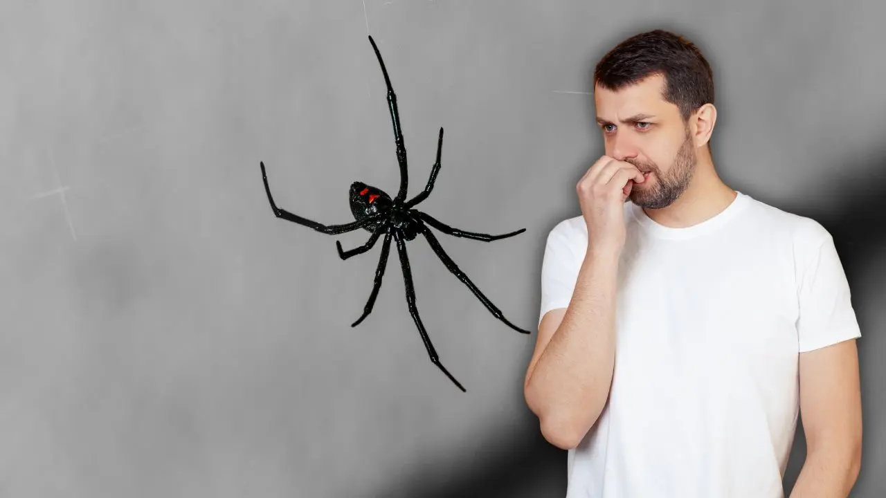 Reconocer los síntomas y saber si se trata de una araña venenosa puede marcar la diferencia entre una atención rápida y complicaciones graves. Foto: Canva