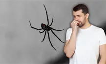 ¿Qué hacer si presentas síntomas tras una mordedura de araña? Aprende a identificar si es venenosa ¿Qué hacer si presentas síntomas tras una mordedura de araña? Aprende a identificar si es venenosa