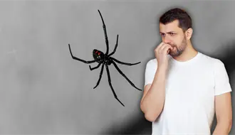 ¿Qué hacer si presentas síntomas tras una mordedura de araña? Aprende a identificar si es venenosa