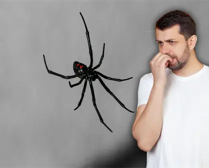 ¿Qué hacer si presentas síntomas tras una mordedura de araña? Aprende a identificar si es venenosa