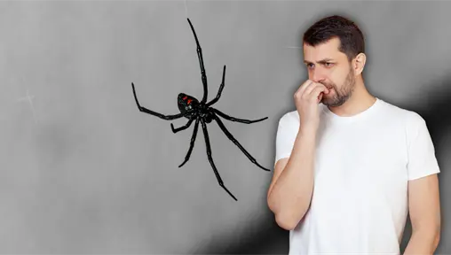 ¿Qué hacer si presentas síntomas tras una mordedura de araña? Aprende a identificar si es venenosa ¿Qué hacer si presentas síntomas tras una mordedura de araña? Aprende a identificar si es venenosa