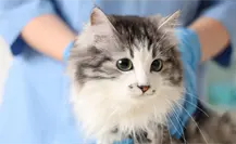 Museo de las Aves invita en Saltillo a esterilizar a tu gato al 2x1, regístrate aquí Museo de las Aves invita en Saltillo a esterilizar a tu gato al 2x1, regístrate aquí