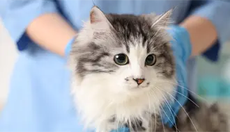 Museo de las Aves invita a Esterilizar a tu gato al 2x1, regístrate aquí