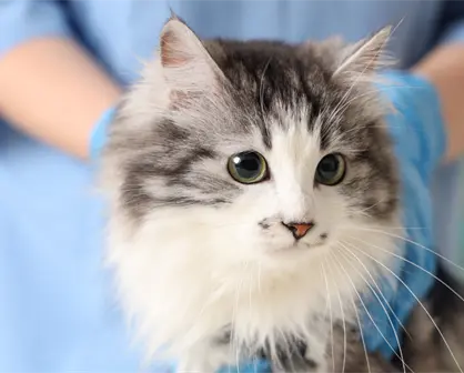 Museo de las Aves invita en Saltillo a esterilizar a tu gato al 2x1, regístrate aquí