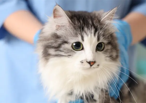 Museo de las Aves invita en Saltillo a esterilizar a tu gato al 2x1, regístrate aquí