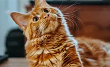 ¿Qué regalar a tus mascotas en Navidad? Encuentra opciones en Tamaulipas ¿Qué regalar a tus mascotas en Navidad? Encuentra opciones en Tamaulipas