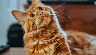 ¿Qué regalar a tus mascotas en Navidad? Encuentra opciones en Tamaulipas