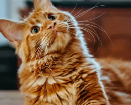 ¿Qué regalar a tus mascotas en Navidad? Encuentra opciones en Tamaulipas