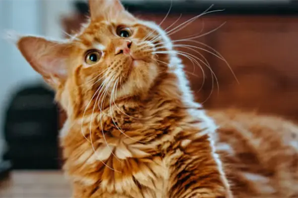 ¿Qué regalar a tus mascotas en Navidad? Encuentra opciones en Tamaulipas ¿Qué regalar a tus mascotas en Navidad? Encuentra opciones en Tamaulipas