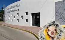 ¿Cómo proteger a tu mascota del frío en Durango? ¿Cómo proteger a tu mascota del frío en Durango?