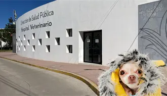 ¿Cómo proteger a tu mascota del frío en Durango?