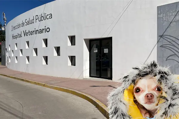 ¿Cómo proteger a tu mascota del frío en Durango? ¿Cómo proteger a tu mascota del frío en Durango?