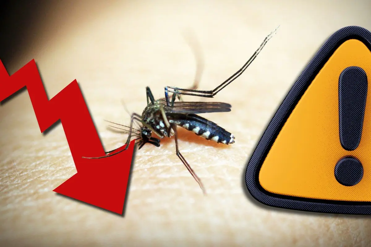 Mosquito portador del dengue representando la baja de casos en Coahuila con iconos / Foto: Composición de Canva