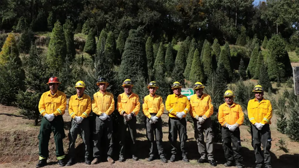 Mitos y realidades sobre la compra de pinos naturales para esta Navidad