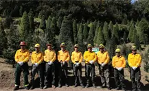 Mitos y realidades sobre la compra de pinos naturales para esta Navidad Mitos y realidades sobre la compra de pinos naturales para esta Navidad