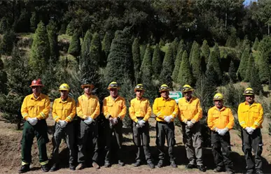 Mitos y realidades sobre la compra de pinos naturales para esta Navidad