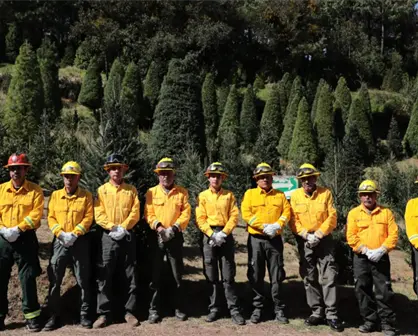 Mitos y realidades sobre la compra de pinos naturales para esta Navidad
