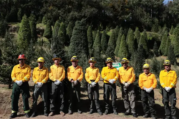 Mitos y realidades sobre la compra de pinos naturales para esta Navidad Mitos y realidades sobre la compra de pinos naturales para esta Navidad