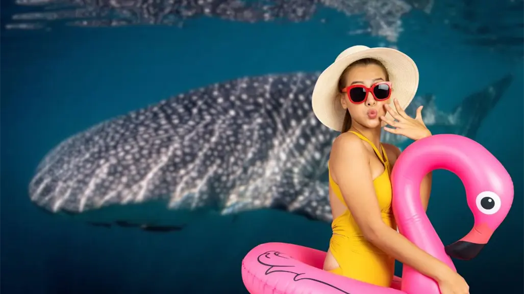 ¿Cuánto cuesta nadar con el tiburón ballena en La Paz? Esto debes saber antes de reservar