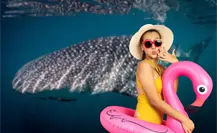 ¿Cuánto cuesta nadar con el tiburón ballena en La Paz? Esto debes saber antes de reservar