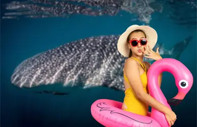 ¿Cuánto cuesta nadar con el tiburón ballena en La Paz? Esto debes saber antes de reservar