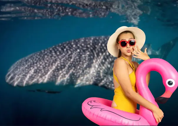 ¿Cuánto cuesta nadar con el tiburón ballena en La Paz? Esto debes saber antes de reservar
