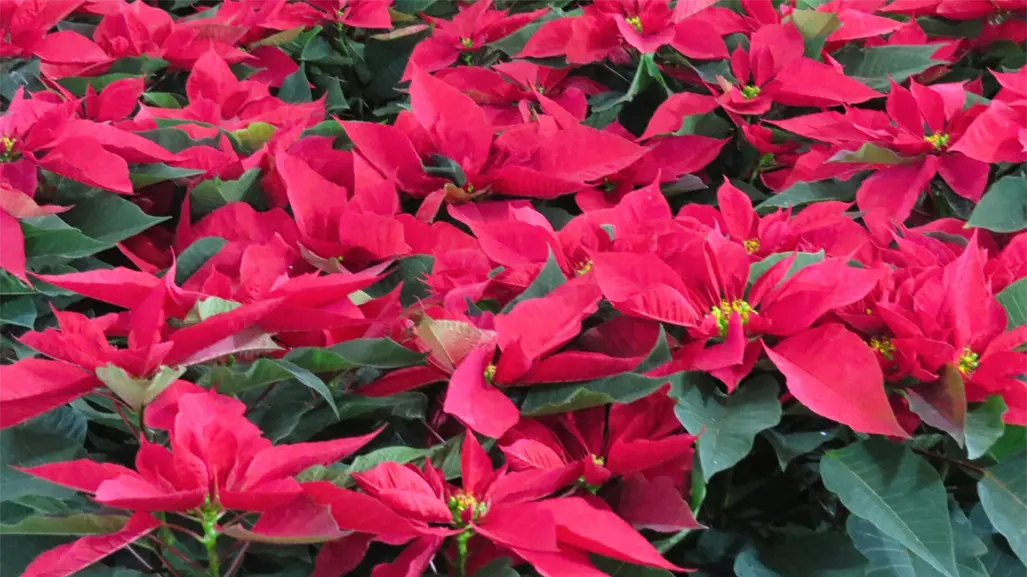 Nochebuena del Edomex mantiene precios de 2024 pese a daños por lluvias