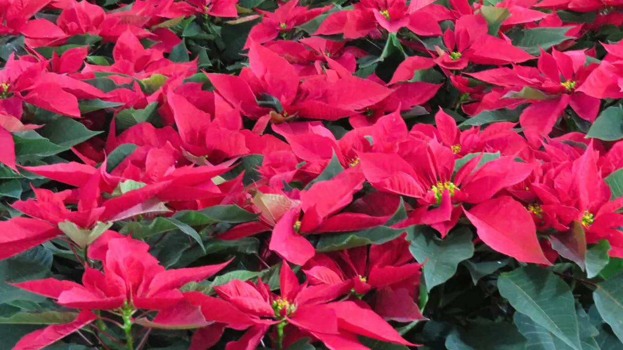 Productores mexiquenses mantienen los precios de la nochebuena pese a las afectaciones por lluvias en la temporada. Foto: X/ @titacajetita (Canva)