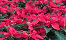 Nochebuena del Edomex mantiene precios de 2024 pese a daños por lluvias Nochebuena del Edomex mantiene precios de 2024 pese a daños por lluvias