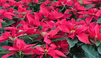 Nochebuena del Edomex mantiene precios de 2024 pese a daños por lluvias