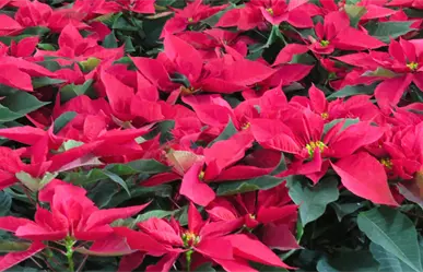 Nochebuena del Edomex mantiene precios de 2024 pese a daños por lluvias