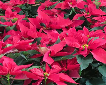 Nochebuena del Edomex mantiene precios de 2024 pese a daños por lluvias