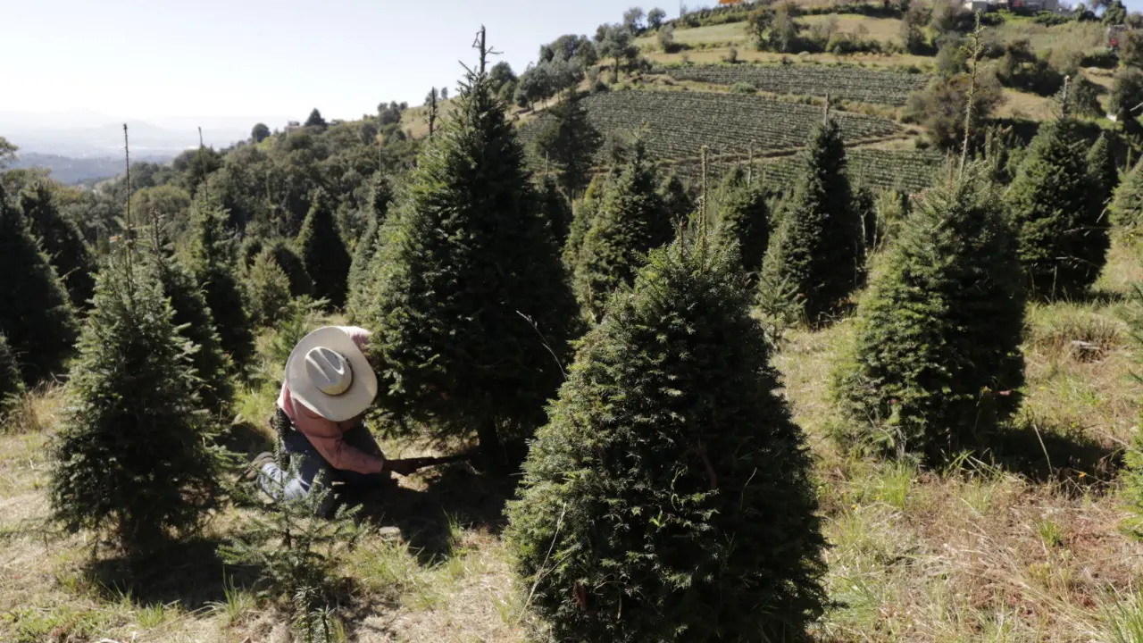 Campos de cultivo de pino navideño en Edomex. | Foto: X (@EdomexTurismo)